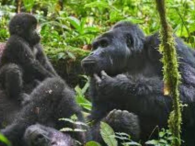 GORILLA PERMITS