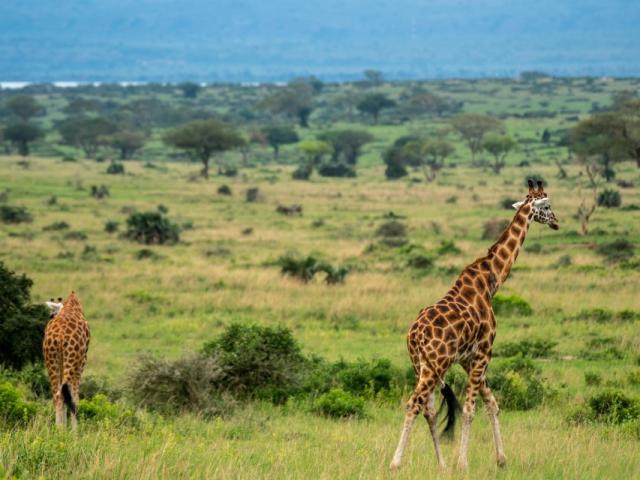 Murchison Falls National Park