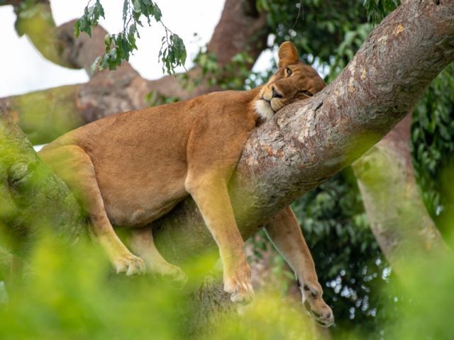 Queen Elizabeth National Park