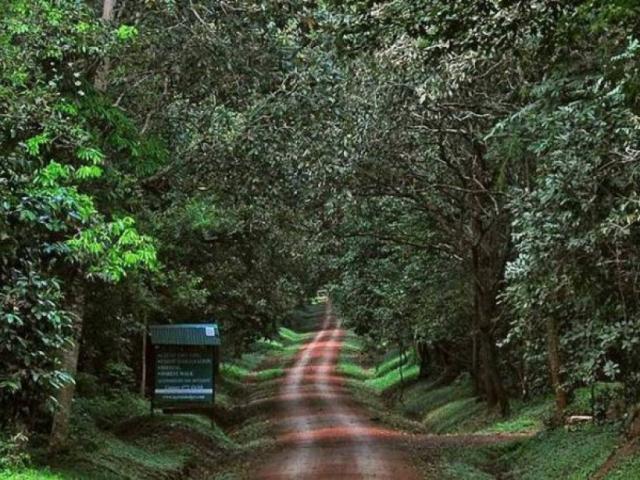 BUDONGO FOREST