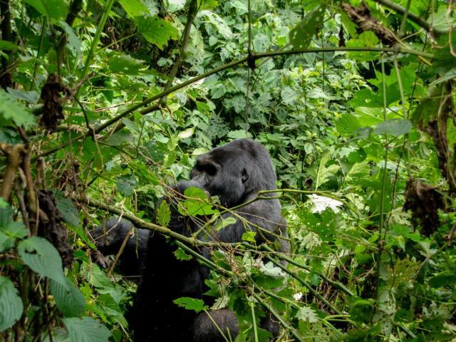 Bwindi Impenetrable National Park