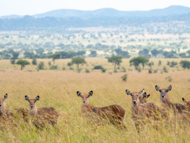 Kidepo Valley National Park