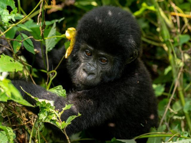 Bwindi Impenetrable National Park