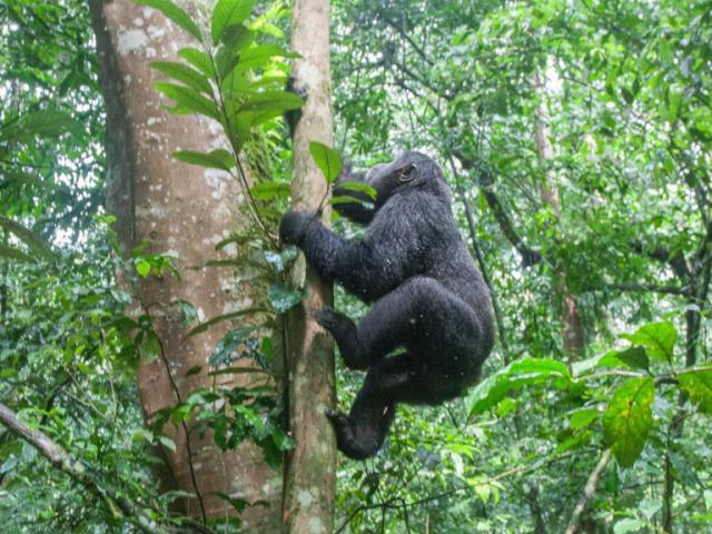 BWINDI IMPENETRABLE NATIONAL PARK