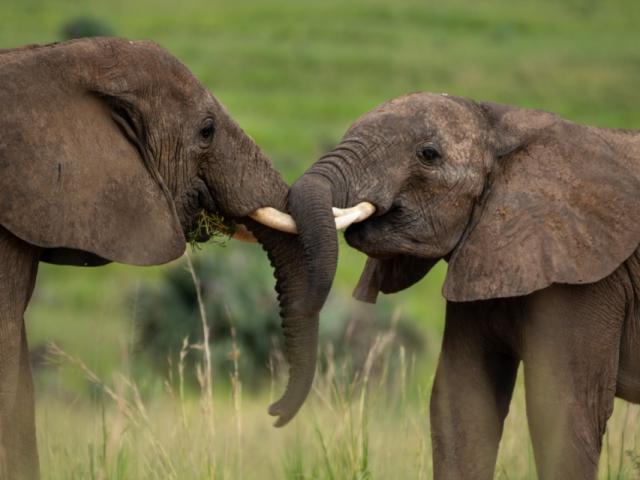 Murchison Falls National Park