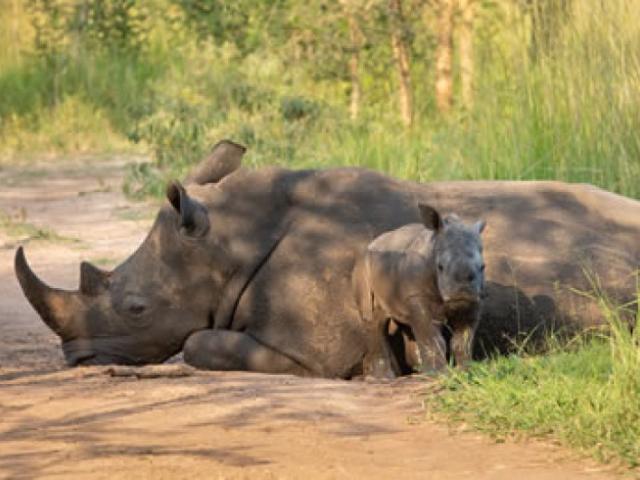 ZIWA RHINO SANCTUARY