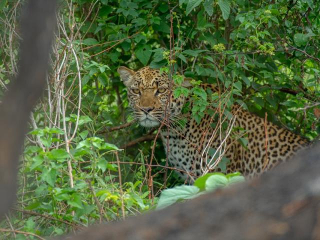 Queen Elizabeth National Park