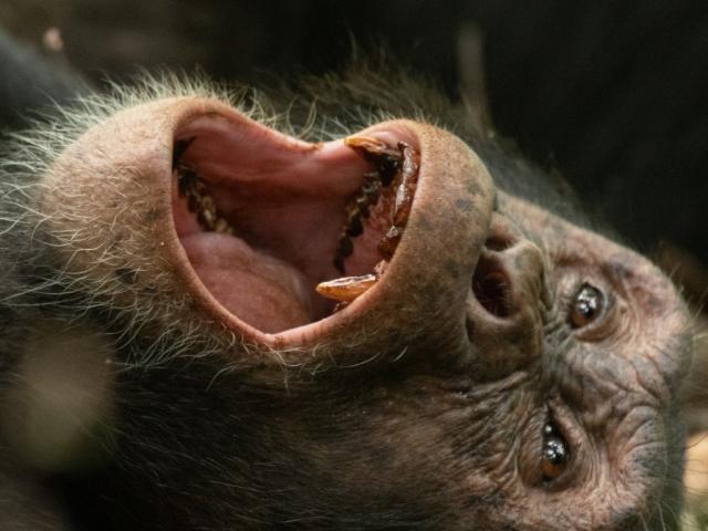 Kibale National Park
