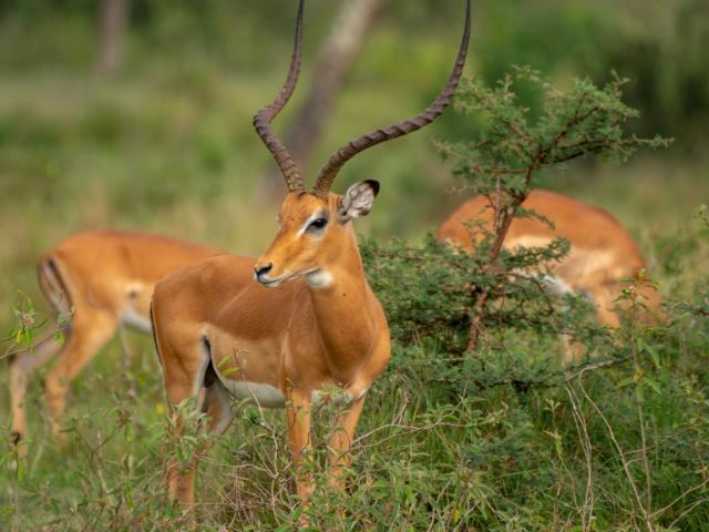 Lake Mburo National Park