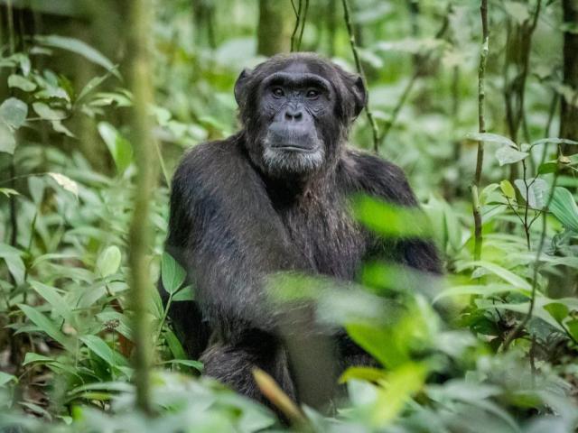 KIBALE NATIONAL PARK
