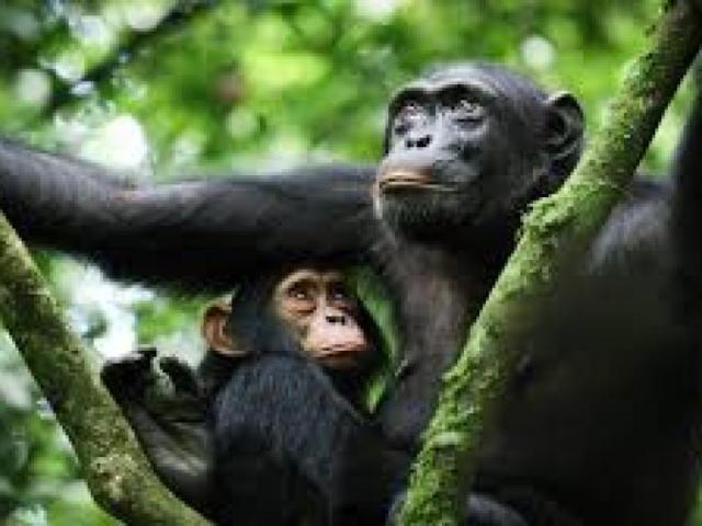 CHIMP PERMIT KIBALE FOREST