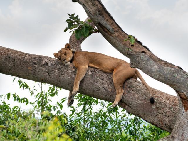Queen Elizabeth National Park