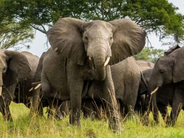 QUEEN ELIZABETH NATIONAL PARK